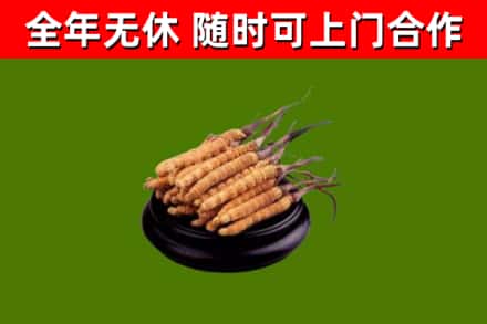 琼中回收冬虫夏草
